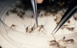 mosquitos in lab