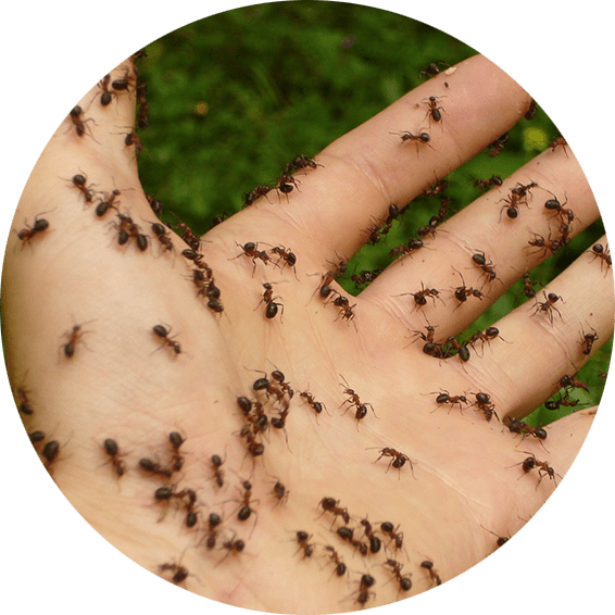 pest control houston tx