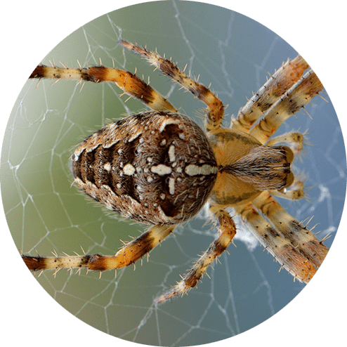 Barn Spider Control Services - Barn Spider Exterminators