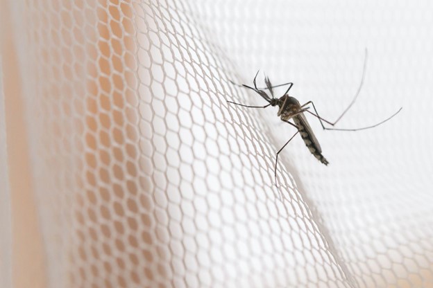 mosquito defense